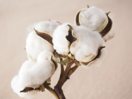 肌に優しい 綿の繊維について | 日本製の綿100%ショーツ・インナー｜株式会社マルキ